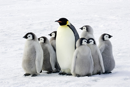 Penguins Picture